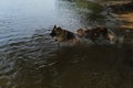 Two dogs having fun in park by water. Lifestyle concept Happy dog emotions. German Shepherd runs into river and wants to swim Royalty Free Stock Photo