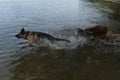Two dogs having fun in park by water. Lifestyle concept, Happy dog emotions. German Shepherd runs into river and wants to swim, Royalty Free Stock Photo