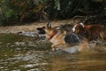 Two dogs having fun in park by water. Lifestyle concept Happy dog emotions. German Shepherd runs into river and wants to swim