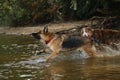 Two dogs having fun in park by water. Lifestyle concept Happy dog emotions. German Shepherd runs into river and wants to swim Royalty Free Stock Photo