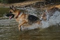 Two dogs having fun in park by water. Lifestyle concept Happy dog emotions. German Shepherd runs into river and wants to swim