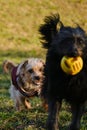 Two dogs are having fun playing in a spring park on a sunny day. A black mutt puppy runs away from a terrier with a ball Royalty Free Stock Photo