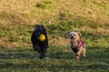 Two dogs are having fun playing in a spring park on a sunny day. A black mutt puppy runs away from a terrier with a ball Royalty Free Stock Photo