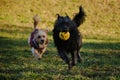 Two dogs are having fun playing in a spring park on a sunny day. A black mutt puppy runs away from a terrier with a ball Royalty Free Stock Photo