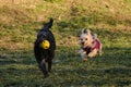 Two dogs are having fun playing in a spring park on a sunny day. A black mutt puppy runs away from a terrier with a ball Royalty Free Stock Photo