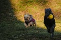 Two dogs are having fun playing in a spring park on a sunny day. A black mutt puppy runs away from a terrier with a ball Royalty Free Stock Photo