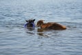 Two dogs having fun playing tug of war puller in water and spray flying in different directions. German Shepherd fighting for Royalty Free Stock Photo