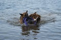 Two dogs having fun playing tug of war puller in water and spray flying in different directions. German Shepherd fighting for Royalty Free Stock Photo