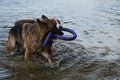 Two dogs having fun playing tug of war puller in water and spray flying in different directions. German Shepherd fighting for Royalty Free Stock Photo