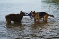 Two dogs having fun playing tug of war puller in water and spray flying in different directions. German Shepherd fighting for Royalty Free Stock Photo