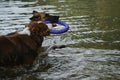 Two dogs having fun playing tug of war puller in water and spray flying in different directions. German Shepherd fighting for Royalty Free Stock Photo