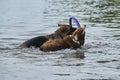 Two dogs having fun playing tug of war puller in water and spray flying in different directions. German Shepherd fighting for Royalty Free Stock Photo