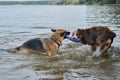 Two dogs having fun playing tug of war puller in water and spray flying in different directions. German Shepherd fighting for Royalty Free Stock Photo