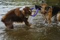 Two dogs having fun playing tug of war puller in water and spray flying in different directions. German Shepherd fighting for Royalty Free Stock Photo