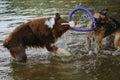 Two dogs having fun playing tug of war puller in water and spray flying in different directions. German Shepherd fighting for Royalty Free Stock Photo