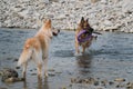 Two dogs are having fun by river on warm summer evening. German and half breed of white Swiss shepherd are best friends. Dog holds Royalty Free Stock Photo