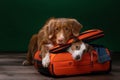 Two dogs help get ready for a trip. Pet with a suitcase. Nova Scotia Duck Tolling Retriever and Jack Russell Terrier