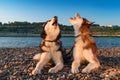 Two dogs howl raising their muzzles up. Beautiful Siberian husky howling lying on shingle river bank in orange rays setting sun.
