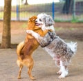 Two dogs hugging each other