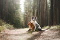 Two dogs hugging. pet for a walk in the woods. Nova Scotia duck tolling Retriever and Border collie Royalty Free Stock Photo