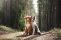 Two dogs hugging. pet for a walk in the woods. Nova Scotia duck tolling Retriever and Border collie Royalty Free Stock Photo