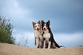 Two dogs hugging together for a walk. Pets in nature. Cute border collie in the field against the sky
