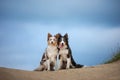 Two dogs hugging together for a walk. Pets in nature. Cute border collie in the field against the sky