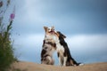 Two dogs hugging together for a walk. Pets in nature. Cute border collie in the field against the sky