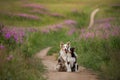 Two dogs hugging together for a walk. Pets in nature. Cute border collie in a field in colors. St. Valentine`s Day. Royalty Free Stock Photo