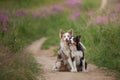 Two dogs hugging together for a walk. Pets in nature. Cute border collie in a field in colors. St. Valentine`s Day. Royalty Free Stock Photo