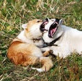 Two dogs husky of the kidskin play Royalty Free Stock Photo