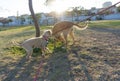 two dogs inspect smell in park on sunset