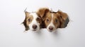 two dogs interacting with a white background and playfully peeking through torn paper holes Royalty Free Stock Photo