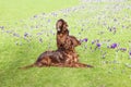 Two dogs - Irish Setter - sitting in the grass Royalty Free Stock Photo