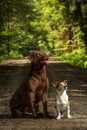 Two dogs jack russel terrier Royalty Free Stock Photo
