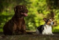 Two dogs jack russel terrier