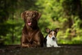 Two dogs jack russel terrier Royalty Free Stock Photo