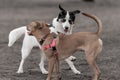 Two dogs playing around side by side Royalty Free Stock Photo