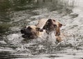 Two Dogs Joyfully Swimming Royalty Free Stock Photo