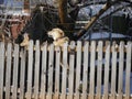 Two dogs jump excitedly from the confines of a wooden fence at a backyard on a snowy morning Royalty Free Stock Photo