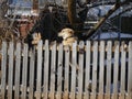 Two dogs jump on the wooden fence at a backyard on a snowy morning Royalty Free Stock Photo