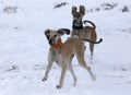 Two dogs of the Kazakh Greyhound breed chasing a hare while hunting in the steppes of Kazakhstan