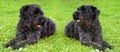 Two dogs kerry blue terrier