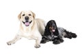 Two dogs (Labrador Retriever and English Cocker Spaniel) Royalty Free Stock Photo