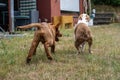 Two dogs, a Labrador Retriever and a Pitbull playing in a backyard captured from behind