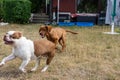 Two dogs, a Labrador Retriever and a Pitbull playing in a backyard captured from behind