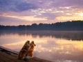 two dogs on the lake sit on a wooden bridge and watch the sunrise. Beautiful shelties. Royalty Free Stock Photo