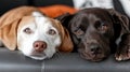 Two dogs laying on a couch looking at the camera Royalty Free Stock Photo