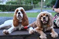 two dogs are laying down on a bench, one has his tongue hanging out