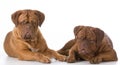 Two dogs laying down Royalty Free Stock Photo